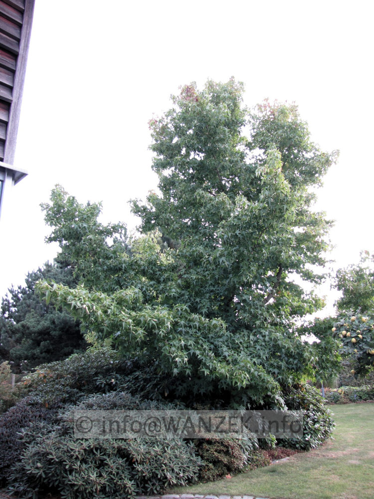 Liquidambar styraciflua - 6m.JPG